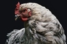 焼鳥がぶりのおすすめポイント2