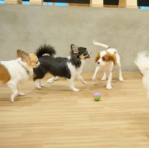 AHBASE エーエイチベースの写真