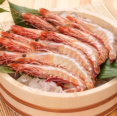 赤海老 5尾
