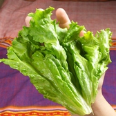 生野菜で巻こう【1】・・・広げます