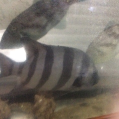 入り口の水槽には