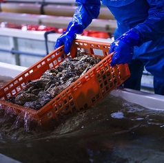 旬の生牡蠣、毎日入荷しております。