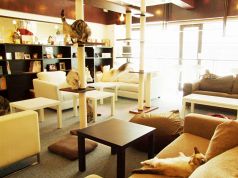 Cat cafe Miysis キャット カフェ ミーシス 猫カフェの雰囲気3