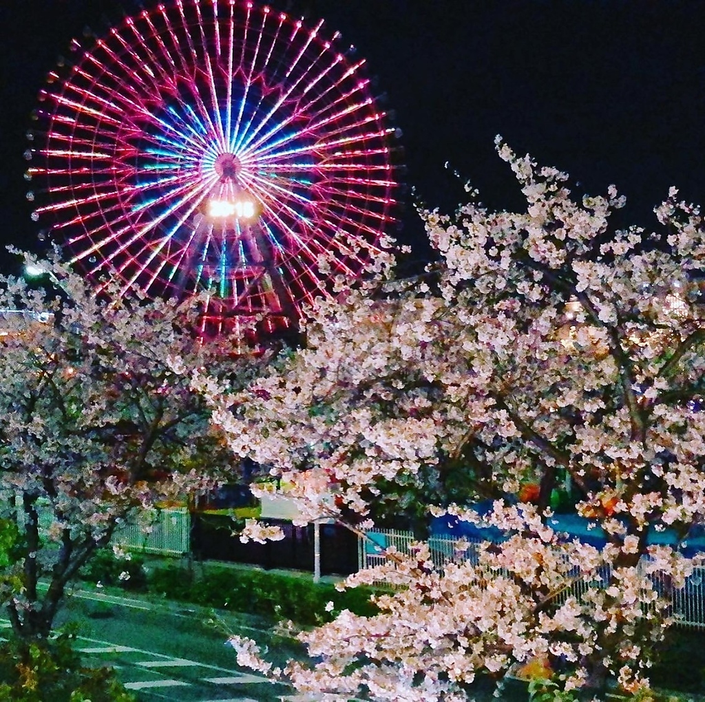 春には満開の桜とともにみなとみらいの夜景を楽しめます