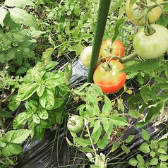 自家栽培トマトの写真
