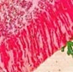 【太鼓判】特上ハラミ