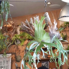 cafe Lama カフェ ラマのおすすめ料理3