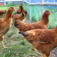 飼育から徹底的にこだわった比内地鶏。