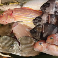 運が良ければ釣り魚も！？