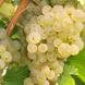 モルドバは世界最古のワインの生産地/欧州で高い評価