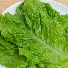 キャベツ塩サラダ/サンチュ 各種