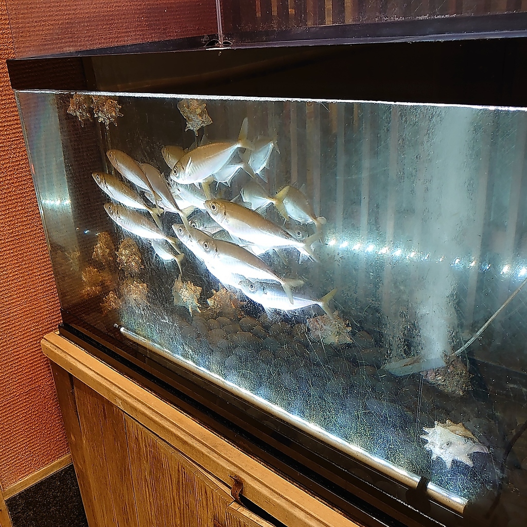 【新小岩クッターナ内】いけすの新鮮な魚をつまみに、お酒を楽しめる居酒屋といえば【はなの舞】
