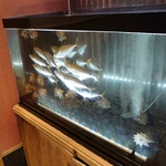 【新小岩クッターナ内】いけすの新鮮な魚をつまみに、お酒を楽しめる居酒屋といえば【はなの舞】