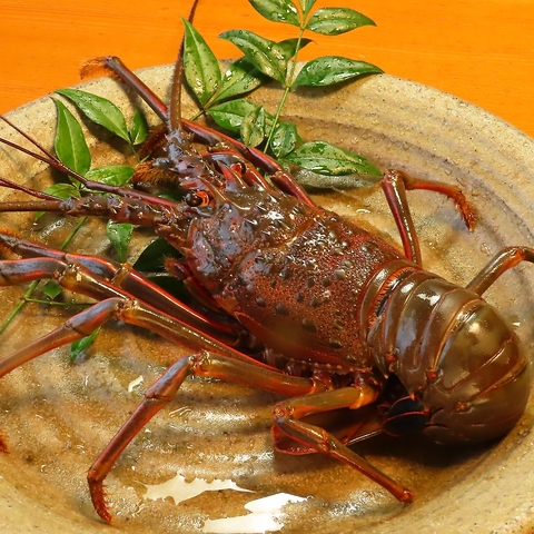 伊勢海老などの新鮮魚が和個室で味わえる海鮮居酒屋！接待や大人数の宴会にも◎