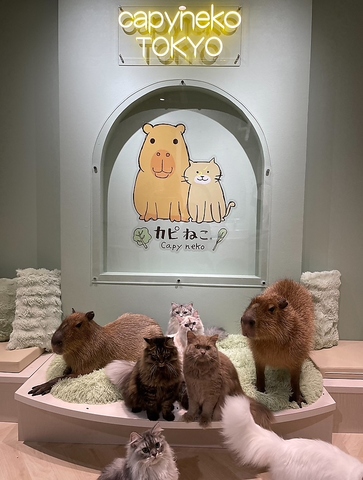 カピねこ原宿の写真