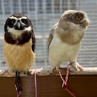 フクロウたちが皆様をお出迎えします