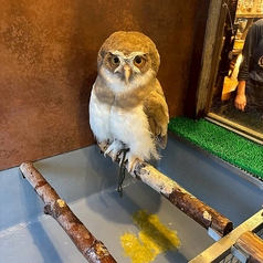 本物のフクロウがお出迎えいたします！