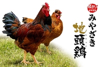 みやざき地頭鶏