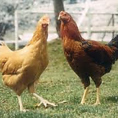 県内ではなかなか出会えない本格的鶏専門店♪安心安全の国産鶏を使用した鶏料理はどれも絶品なのでぜひご堪能ください！