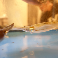 【新鮮なイカ】入荷してます！！