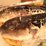 旬のふぐも入荷中！てっさ・てっちり・唐揚げなどふぐ尽くしコースあります！