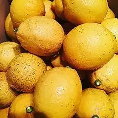 自然栽培の有機レモンの写真