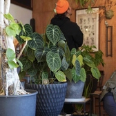 cafe Lama カフェ ラマの雰囲気2