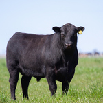 鮮やかな光沢と美しいサシが特徴の黒毛和牛。世界最高のお肉をご堪能ください！