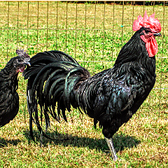 長州黒かしわは、天然記念物である黒柏鶏を元に、地域の特色を出し、肉用鶏として経済性・食味の良さにこだわり（産卵性、肉質の点からロードアイランドレッド・軍鶏を、経済性の点から肉用種であるホワイトプリマスロックを交配鶏に利用）、誕生した山口県産のオリジナル地鶏にて、深川養鶏の最高級ブランドです。