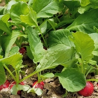 九州産の新鮮な素材を使っております！