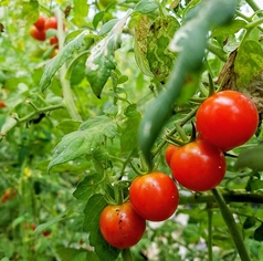 九州産の新鮮な素材を使っております！