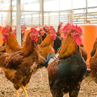 産地直送の天草大王を味わう焼鳥と、揚げたて本格天ぷら