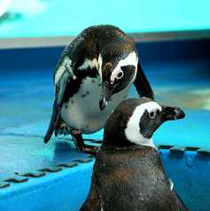 ペンギンのいるダイニングバー沖縄 の特集写真