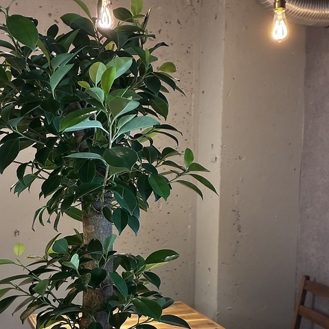 神戸洋食 トリコロール