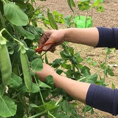 わらしべグループ自社農園「さくら農園」で新鮮野菜を作っています。実際に生産者の立場になり、「安心・安全」でおいしい新鮮野菜をお客様に自信をもってお届けしております。