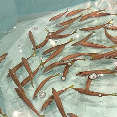 兵庫県初釣り堀 居酒屋!