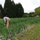 お客様へ提供する野菜を自社農園「さくら農園」で丁寧に育てています。