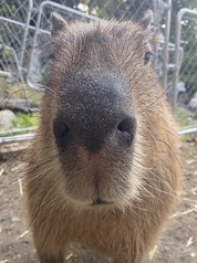 庭園レストラン 松風苑の写真