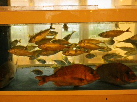 漁港めし家 牧原鮮魚店(蒲郡/和食)  ホットペッパーグルメ