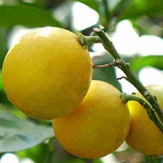 地物のドリンク沢山あります。