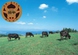 伝統の黒牛は生産量日本一！