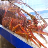 新鮮な魚が入った水槽を設置しております。水槽には透明な水が揺らめき、活きの良い魚たちが泳ぐ様子が一目で確認できます。店内に流れる水の音と魚たちの泳ぐ姿は、リラックス効果をもたらし、お客様に自然と癒しを提供しています。新鮮さと活気溢れる店内の雰囲気が、お食事を一層楽しいものにしてくれます。