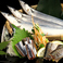 《秋／秋刀魚》秋の味覚の代名詞！お刺身では2種類の食べ方でご提供！