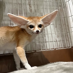 フレカ