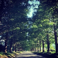 メタセコイア並木が目の前に！