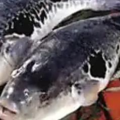 だら毛のコース写真