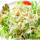 ●新鮮野菜のシーザーサラダ【Caesar salad of fresh vegetables】