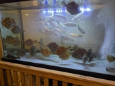 都会の喧騒を忘れる、水槽の中の小さな海。釣りも趣味なので、釣り物含め季節の活魚が入ります♪
