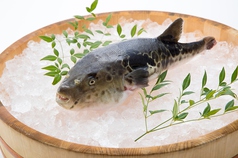 魚々家 むてきのコース写真