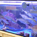 【店内大型水槽完備】西尾駅前で産地さながらの価格、鮮度で新鮮な活魚を提供します。